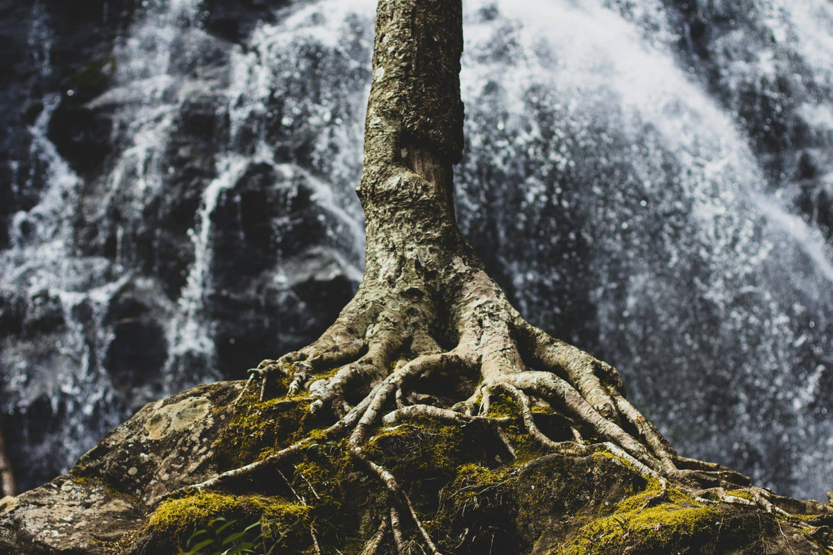 Les Alliances Cachées de la Nature