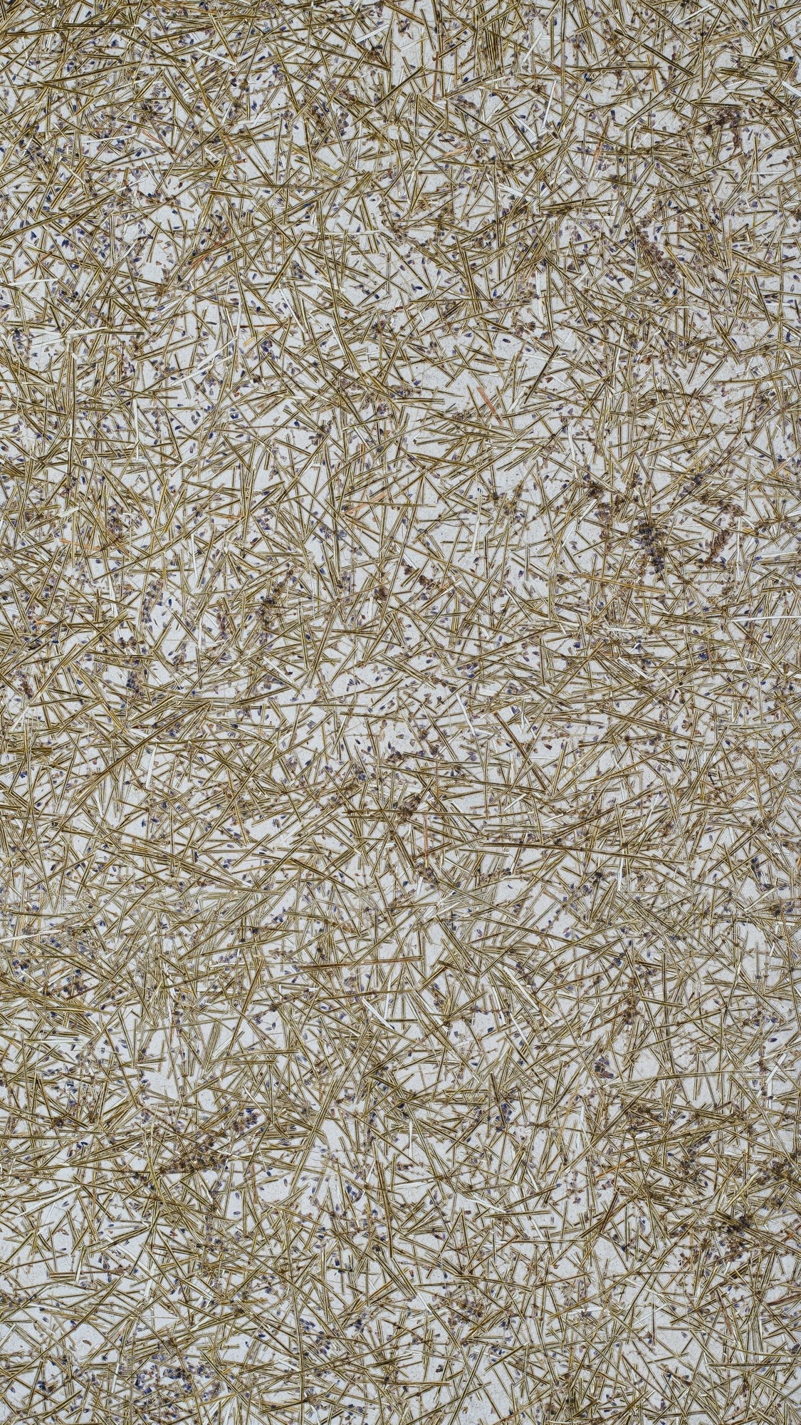 Lavender Medium