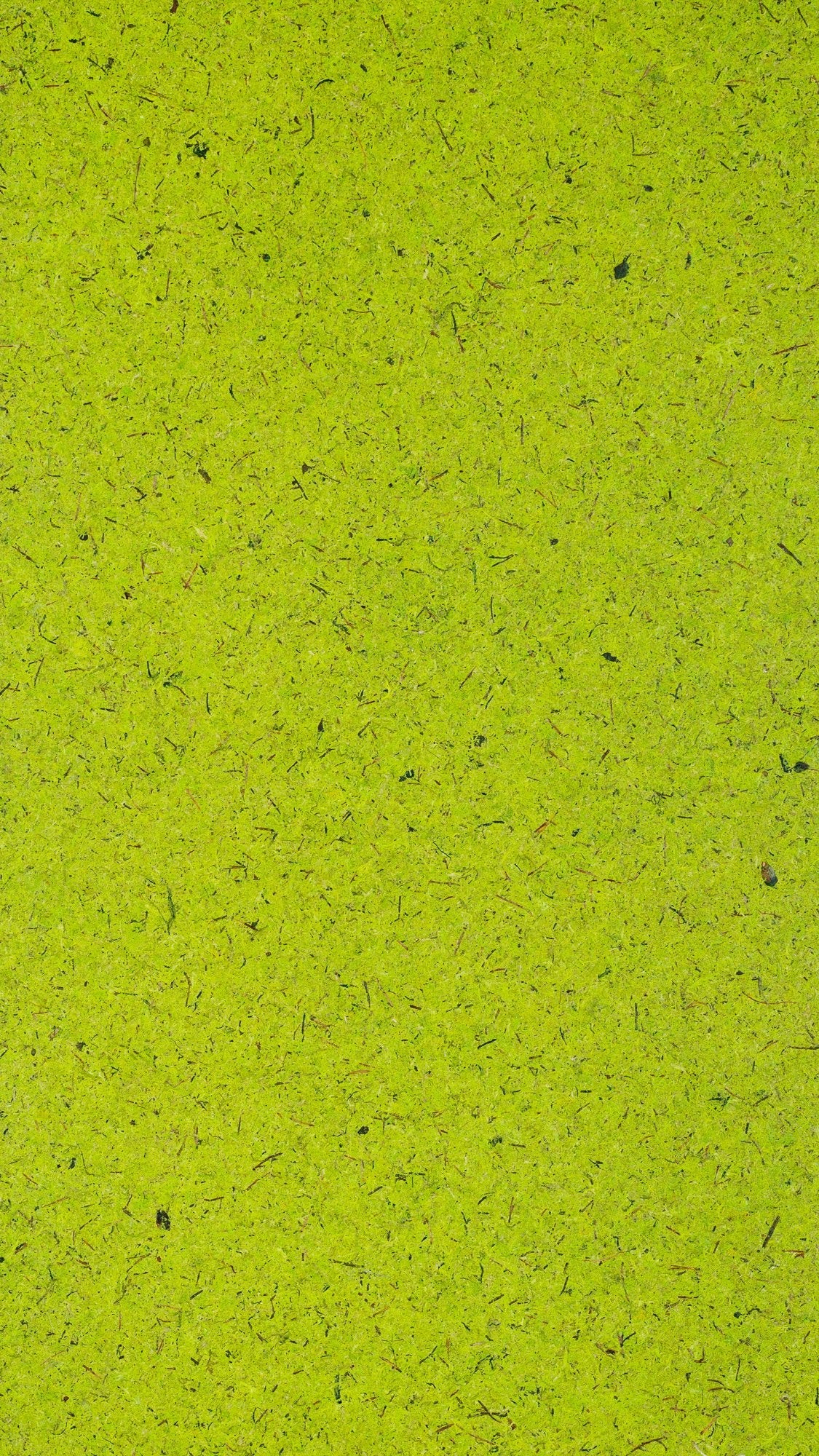 Moss Light Green