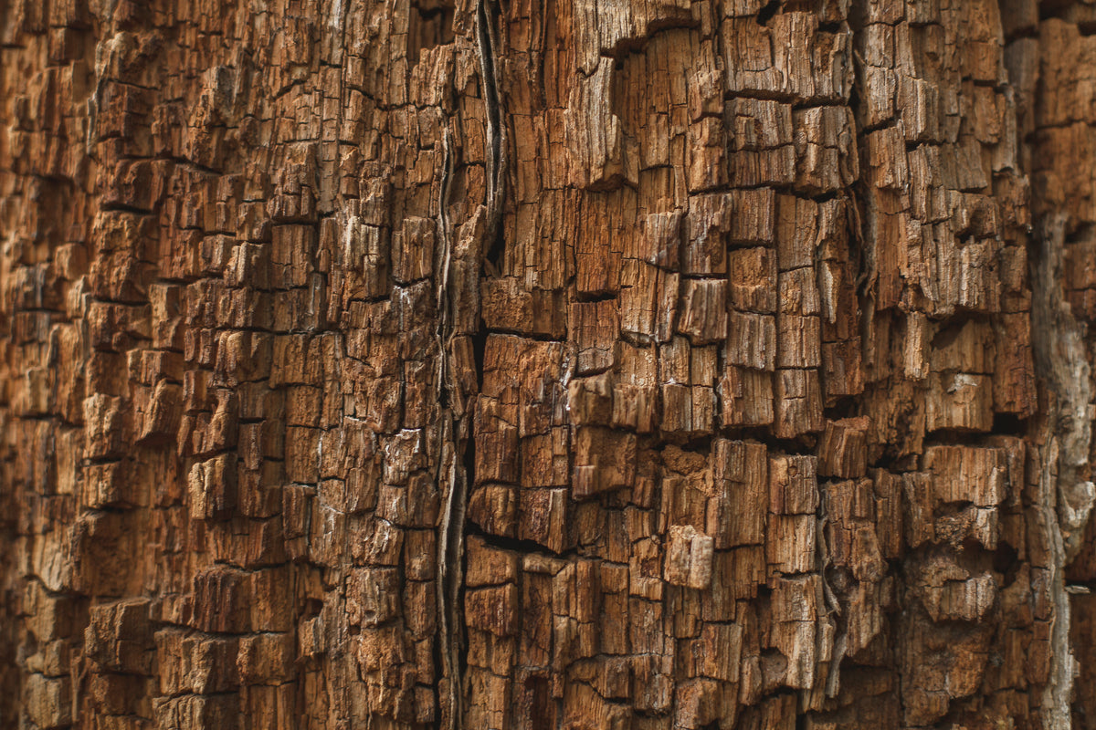 Texture de bois brut vieilli